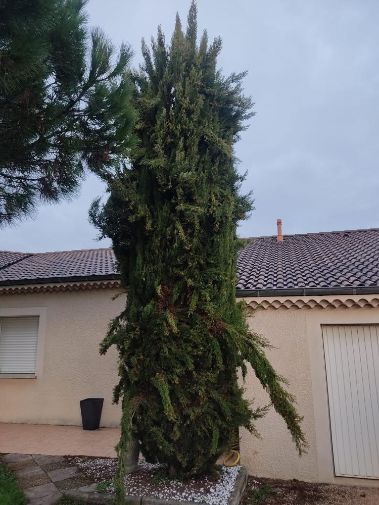 Réalisation sapin non taillé