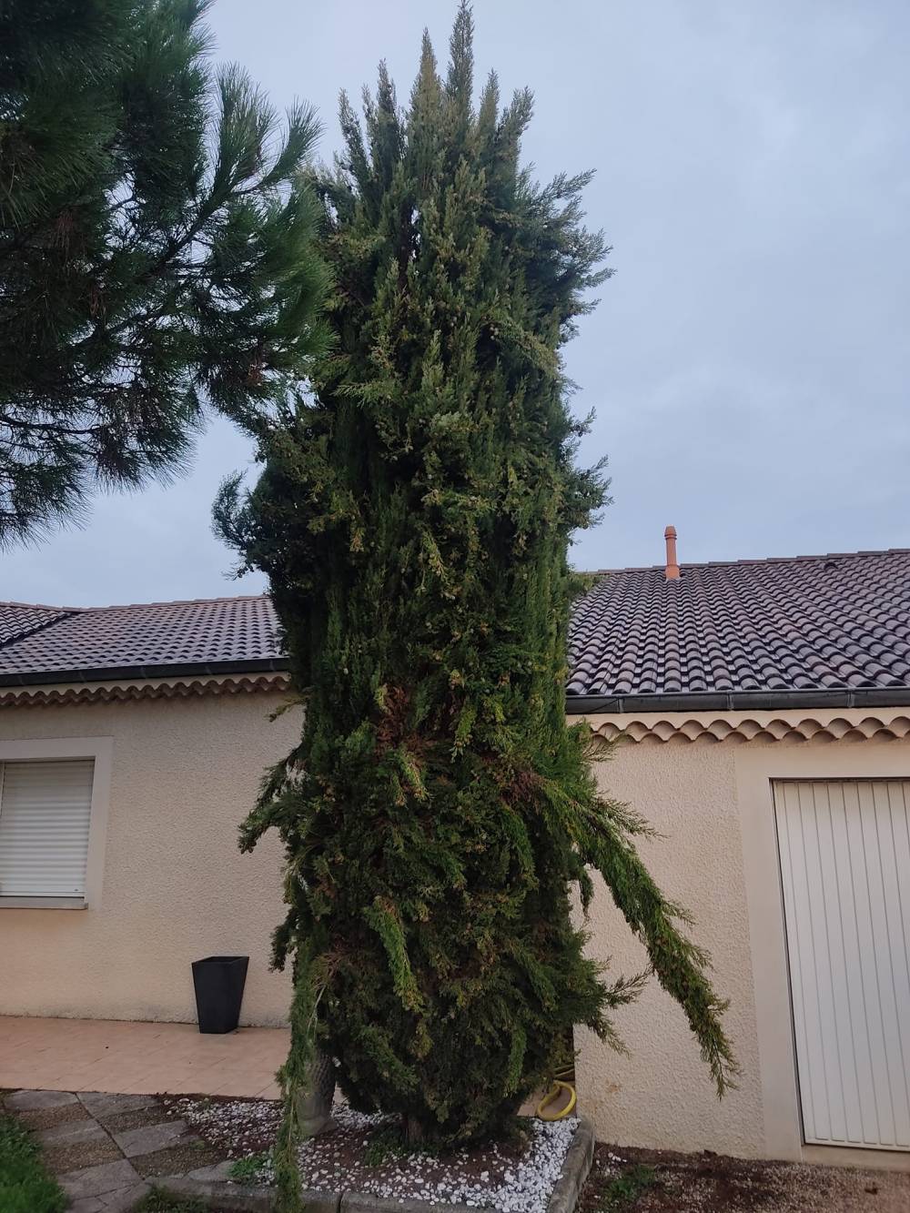 Réalisation sapin non taillé
