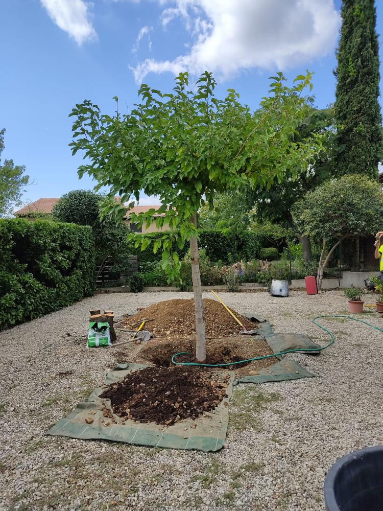 Plantation près de Génissieux